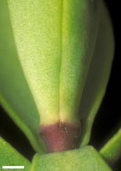 Veronica pinguifolia. Leaf bud with no sinus. Scale = 1 mm.
 Image: W.M. Malcolm © Te Papa CC-BY-NC 3.0 NZ